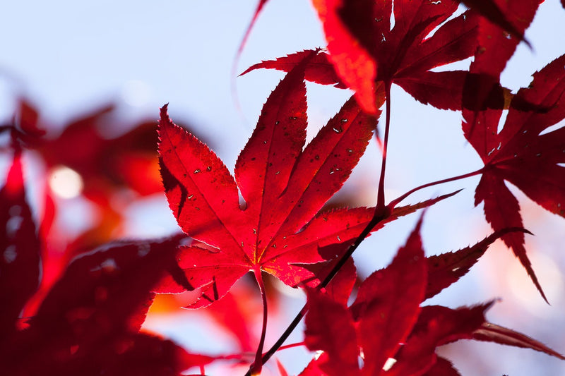 Koyo (Autumn Leaves Viewing)